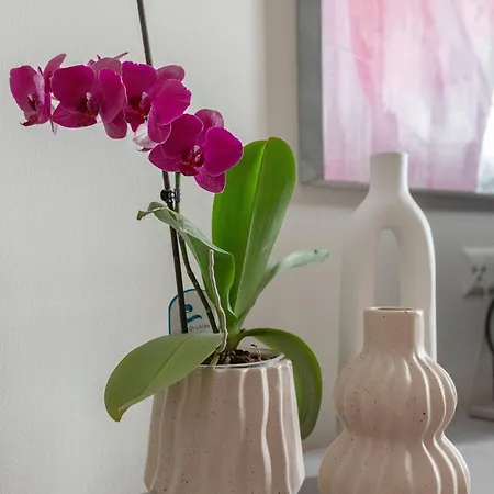 Daire Apartma Rozeta